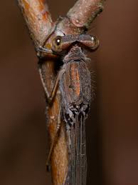 Attēlu rezultāti vaicājumam “Sympecma paedisca”