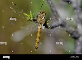 Attēlu rezultāti vaicājumam “Sympetrum vulgatum female”