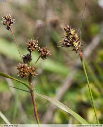 Attēlu rezultāti vaicājumam “Luzula campestris fruit”
