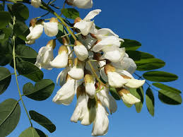 Attēlu rezultāti vaicājumam “Robinia pseudoacacia flower”