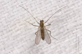 Attēlu rezultāti vaicājumam “Chironomidae imago”