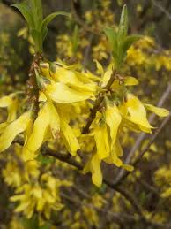 Attēlu rezultāti vaicājumam “Forsythia viridissima flower”
