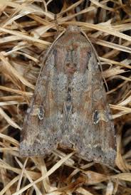 Attēlu rezultāti vaicājumam “Apamea sordens”