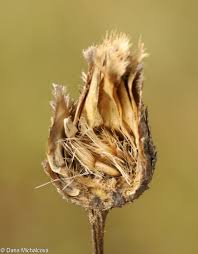 Attēlu rezultāti vaicājumam “Centaurea scabiosa bud”
