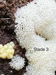 Attēlu rezultāti vaicājumam “Ceratiomyxa fruticulosa plasmodium”