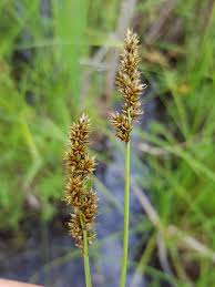 Attēlu rezultāti vaicājumam “Carex diandra”