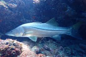 Image result for Centropomus undecimalis