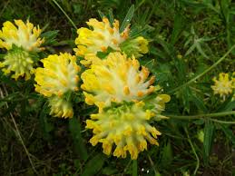 Image result for Anthyllis vulneraria rubra