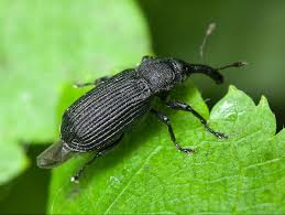 Attēlu rezultāti vaicājumam “Magdalis sp.”