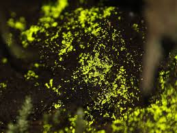 Attēlu rezultāti vaicājumam “Schistostega pennata”