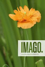 Image result for Scheinmohn