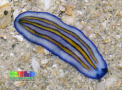 Attēlu rezultāti vaicājumam “Plathelminthes”