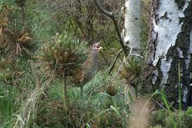 Attēlu rezultāti vaicājumam “Crex crex nest”