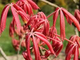 Attēlu rezultāti vaicājumam “Aesculus x neglecta”