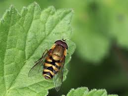 Attēlu rezultāti vaicājumam “Syrphus sp. imago”