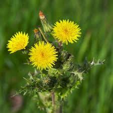 Attēlu rezultāti vaicājumam “Sonchus asper leaf”