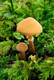 Attēlu rezultāti vaicājumam “Cystoderma amianthinum”