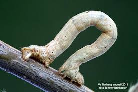 Attēlu rezultāti vaicājumam “Eulithis testata”