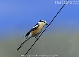 Image result for Lanius nubicus