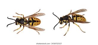 Attēlu rezultāti vaicājumam “Vespula germanica male”