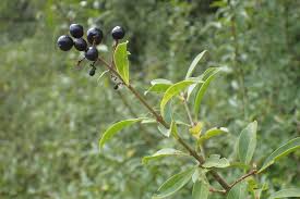 Attēlu rezultāti vaicājumam “Ligustrum vulgare”