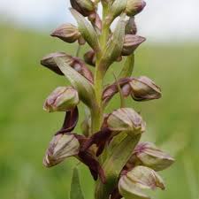 Attēlu rezultāti vaicājumam “Coeloglossum viride leaf”