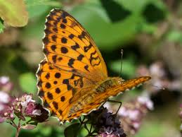 Attēlu rezultāti vaicājumam “Brenthis daphne upperside”