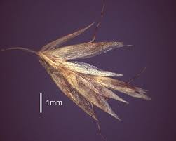 Attēlu rezultāti vaicājumam “Trisetum flavescens flower”