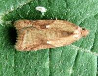 Attēlu rezultāti vaicājumam “Acleris aspersana”