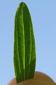 Attēlu rezultāti vaicājumam “Hypericum perforatum leaf”