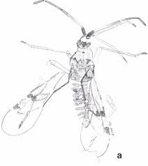 Attēlu rezultāti vaicājumam “Dicyphus sp.”