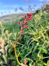 Attēlu rezultāti vaicājumam “Rumex acetosella leaf”
