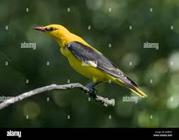 Attēlu rezultāti vaicājumam “Oriolus oriolus male”