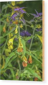 Attēlu rezultāti vaicājumam “Melampyrum nemorosum”