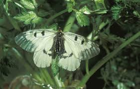 Attēlu rezultāti vaicājumam “Parnassius mnemosyne underside”