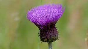 Attēlu rezultāti vaicājumam “Cirsium heterophyllum flower”