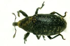 Attēlu rezultāti vaicājumam “Larinus sp.”