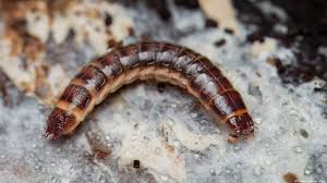 Attēlu rezultāti vaicājumam “Elateridae larva”