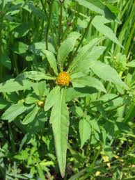 Attēlu rezultāti vaicājumam “Bidens frondosa”