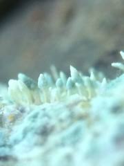 Attēlu rezultāti vaicājumam “Penicillium vulpinum”