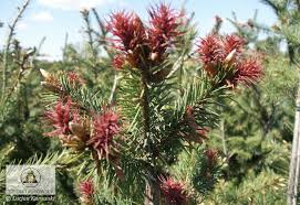 Attēlu rezultāti vaicājumam “Pseudotsuga menziesii var. glauca”