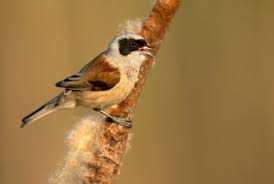 Image result for Remiz pendulinus