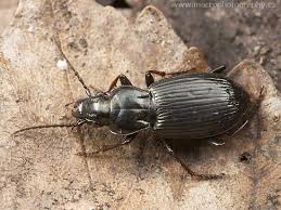 Attēlu rezultāti vaicājumam “Pterostichus oblongopunctatus”