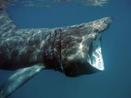 Image result for Cetorhinus maximus