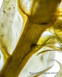 Attēlu rezultāti vaicājumam “Brachythecium albicans”