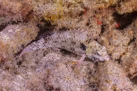 Image result for Sparisoma cretense