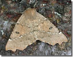 Attēlu rezultāti vaicājumam “Odontopera bidentata”