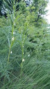 Attēlu rezultāti vaicājumam “Polygonatum verticillatum”