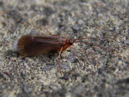 Attēlu rezultāti vaicājumam “Chaetopteryx villosa”