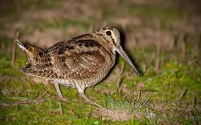 Attēlu rezultāti vaicājumam “Scolopax rusticola juvenile”